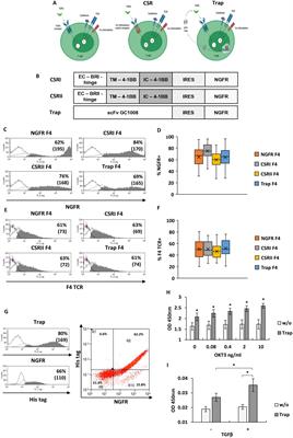 Targeting TGFβ with chimeric switch receptor and secreted trap to improve T cells anti-tumor activity